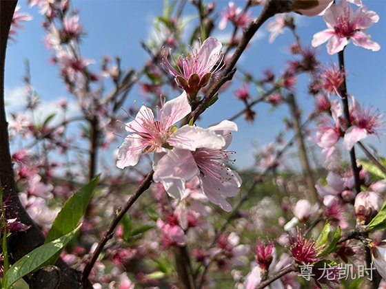 桃树