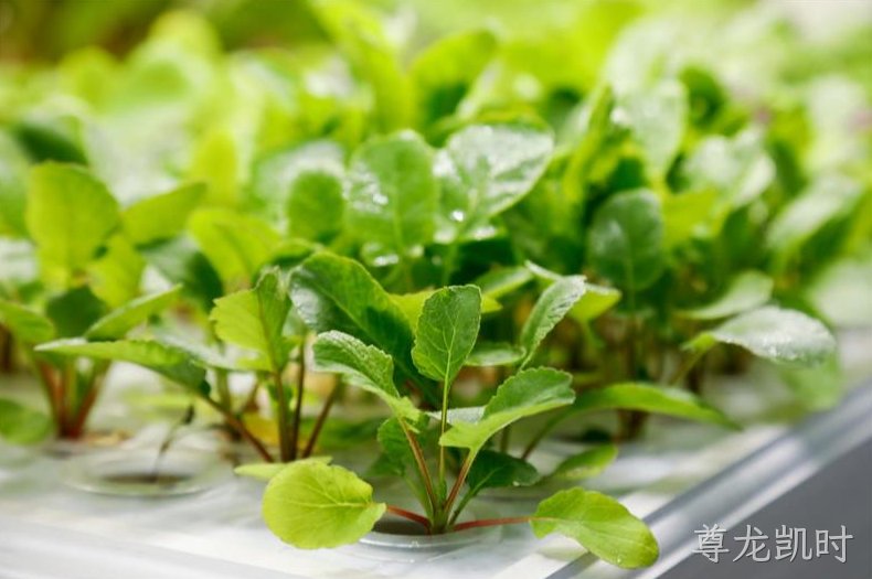 互联网种菜，智慧大棚助增产